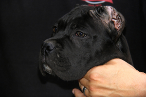 cane corso puppy